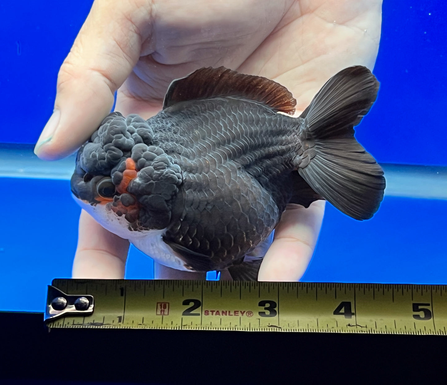 Black Monster Style Oranda 