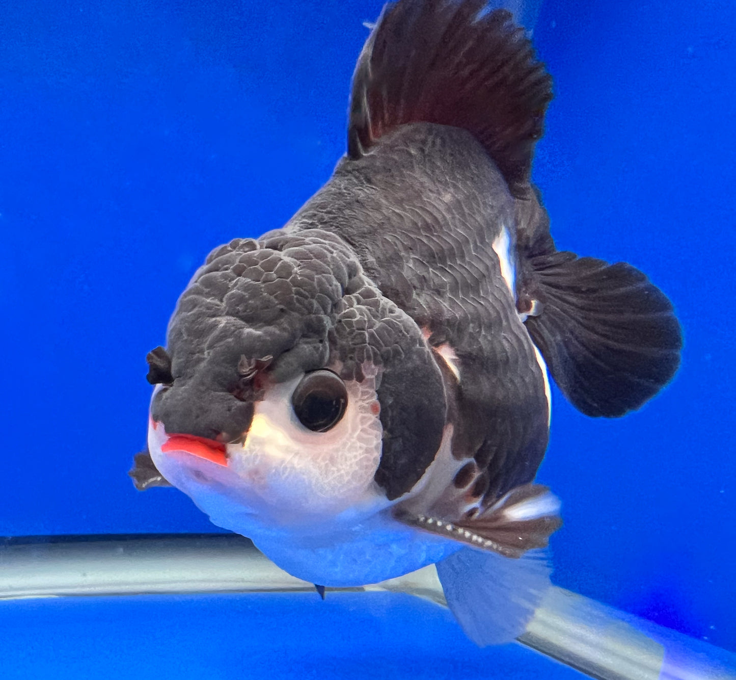 Red Lips Oranda Goldfish