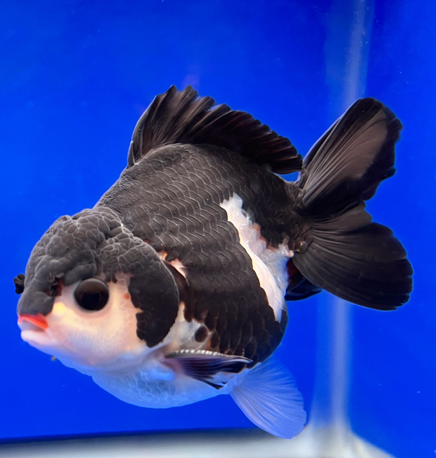 Red Lips Oranda Goldfish