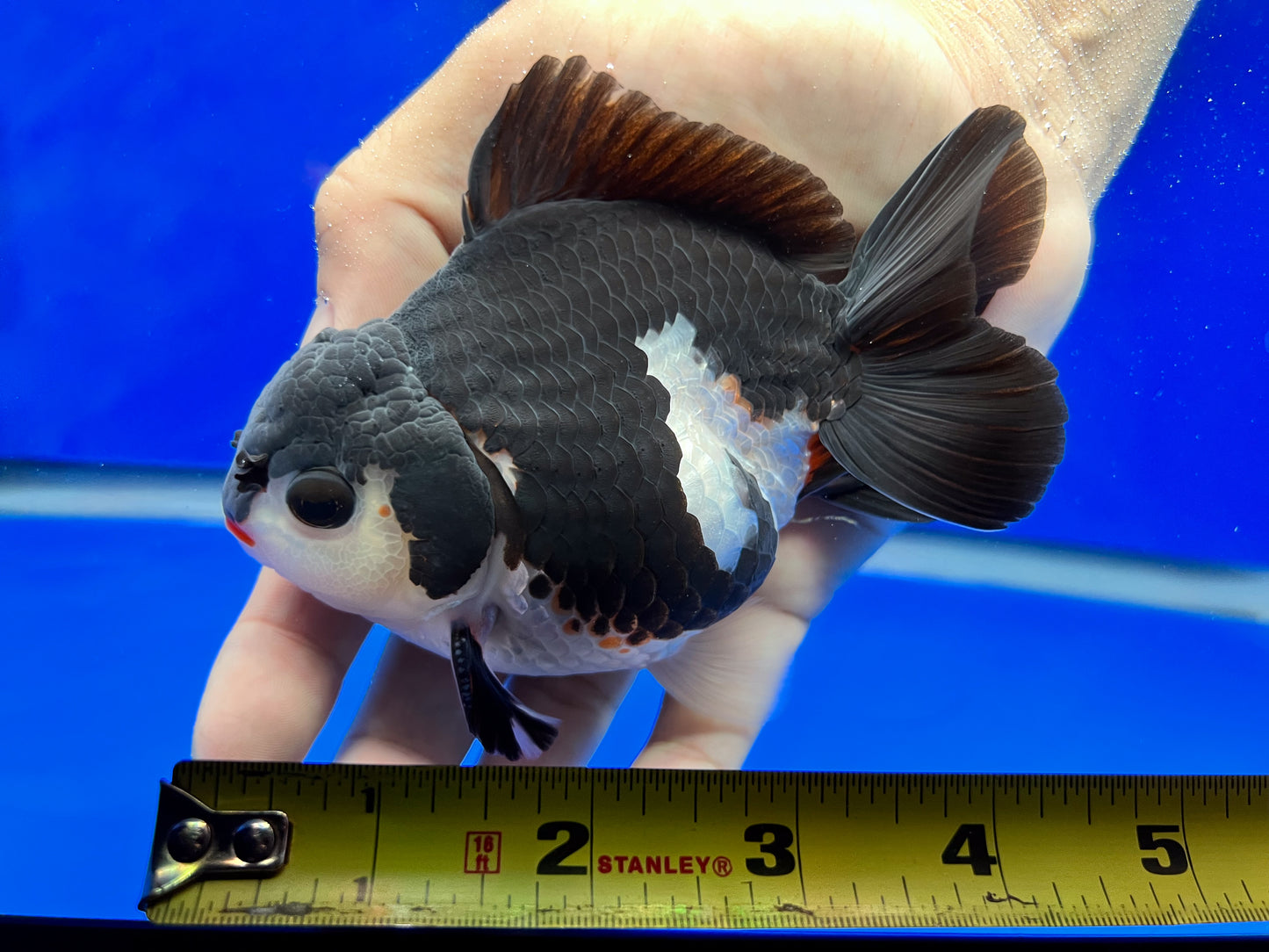 Red Lips Oranda Goldfish