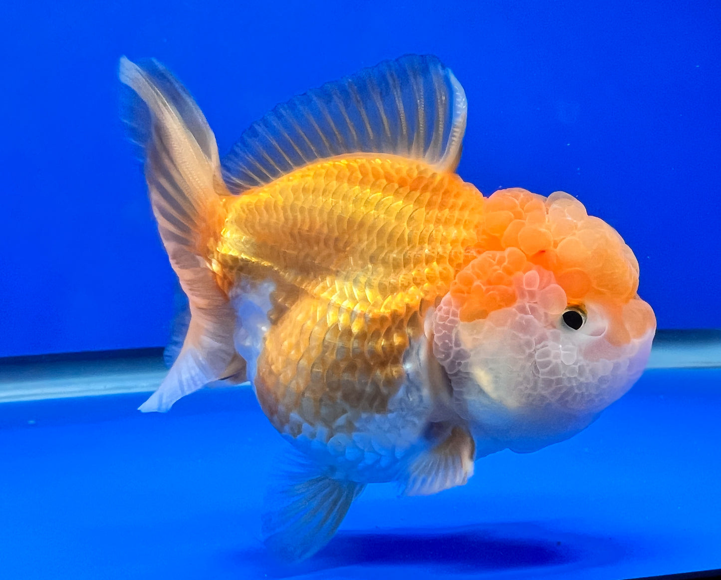 Gold/White Oranda Fish