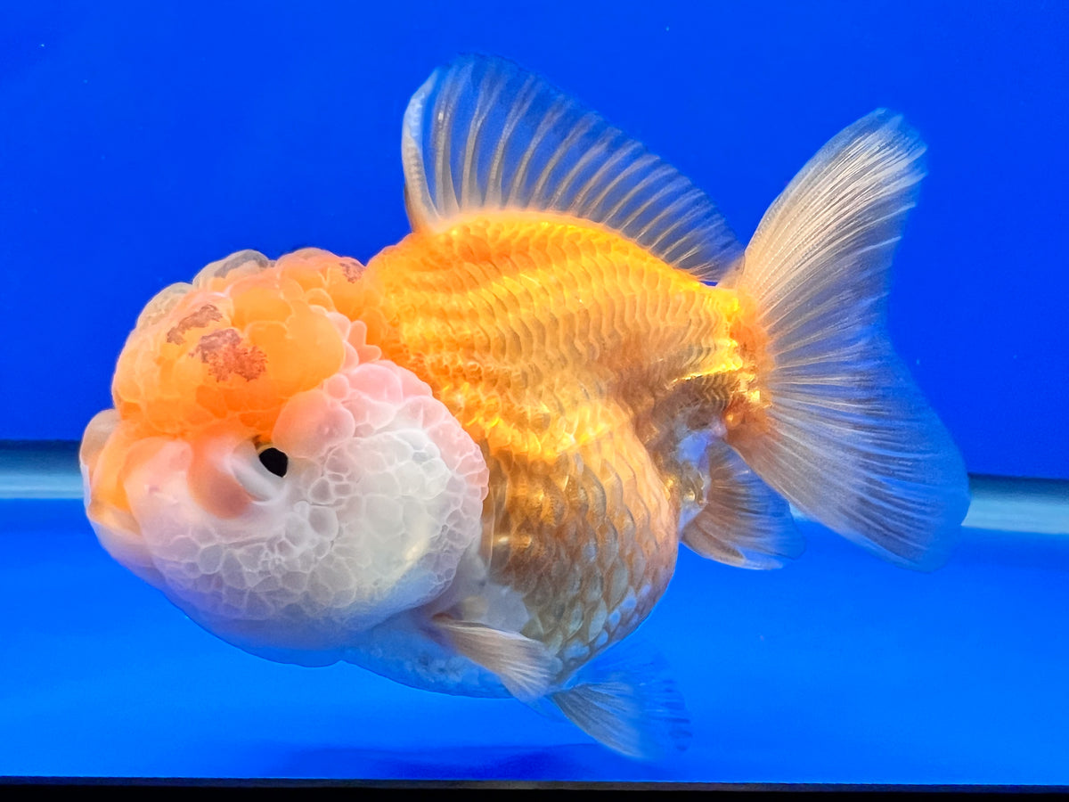 Oranda Shape Gold/White Oranda Fish | White Oranda Fish | Kaiju Goldfish USA