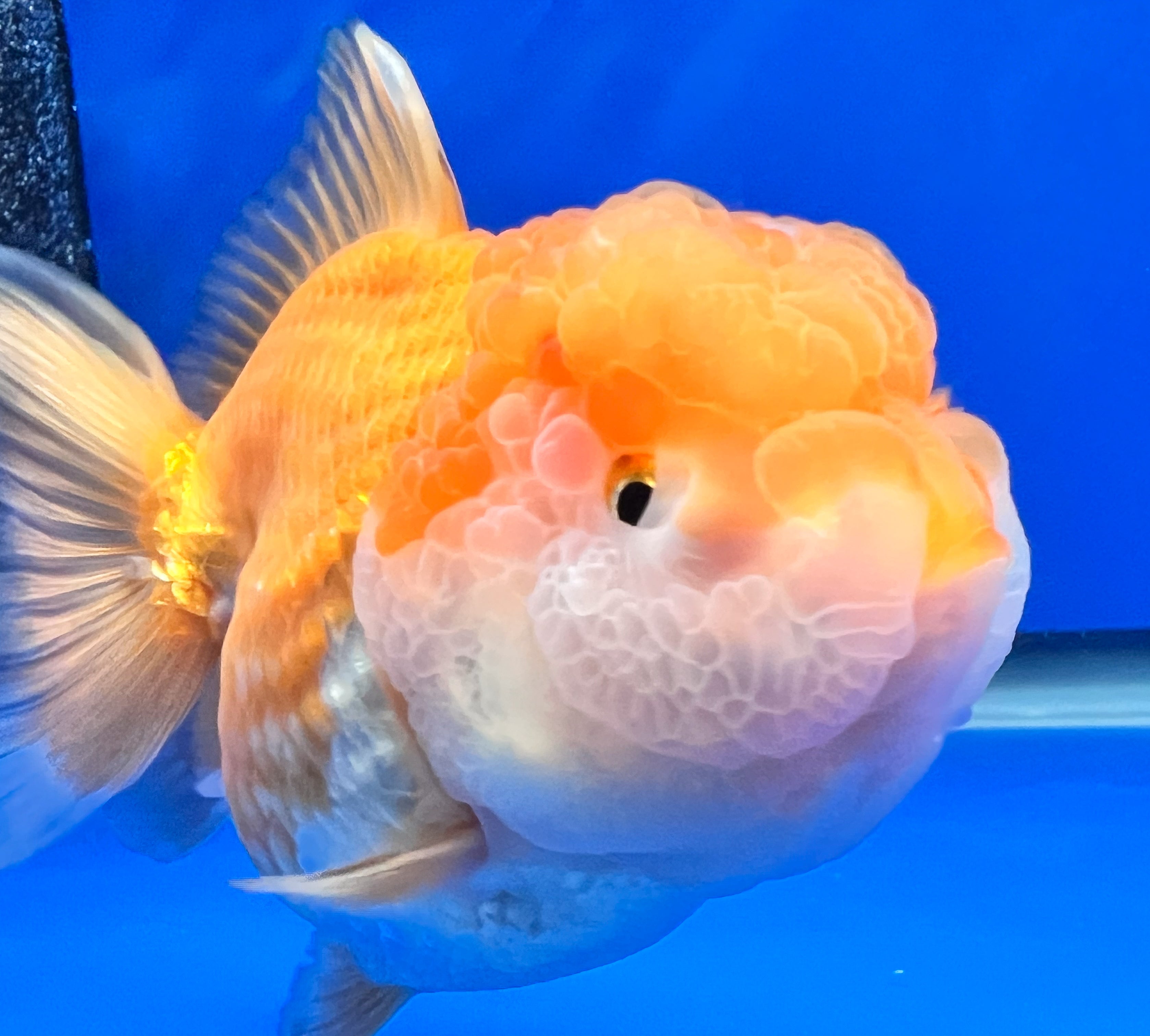 Gold/White Oranda Fish | White Oranda Fish | Kaiju Goldfish USA