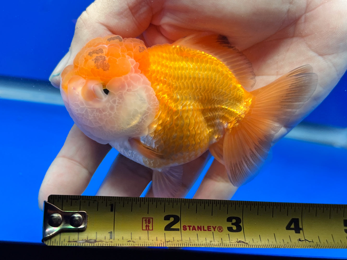 Gold/White Oranda Fish