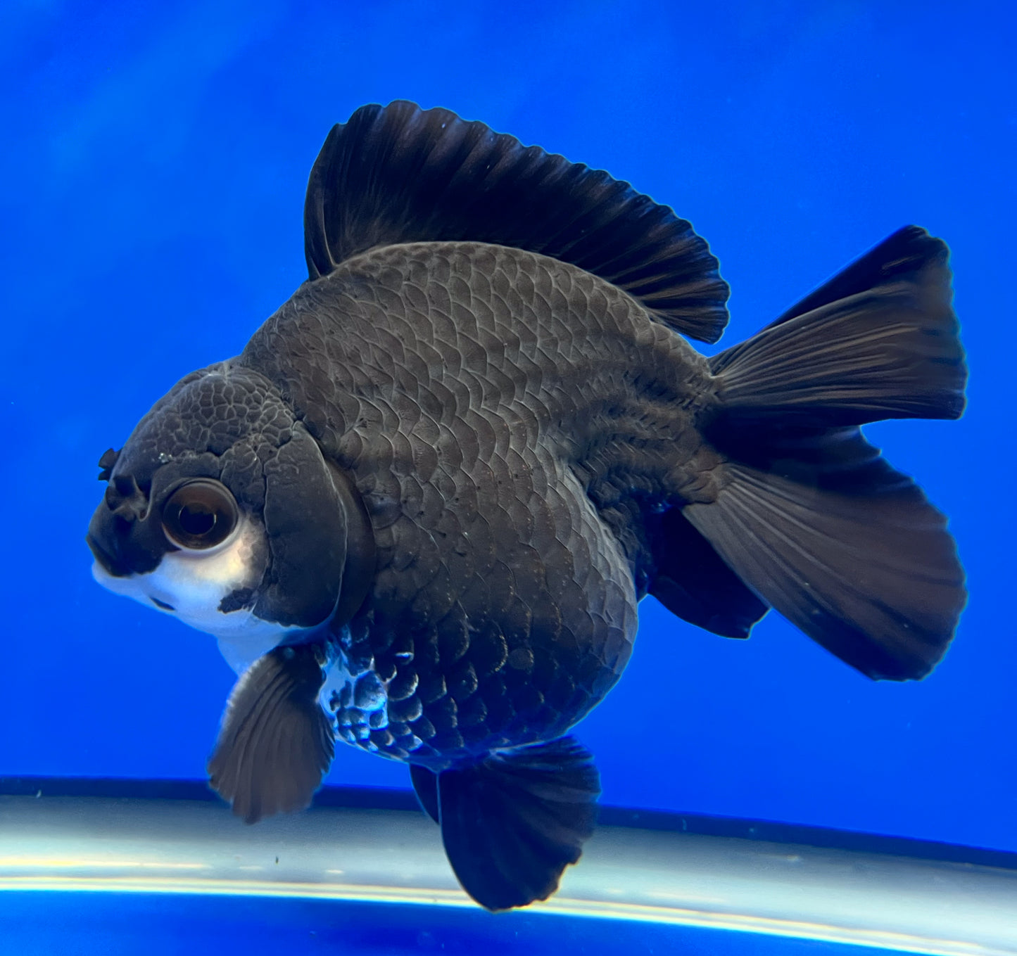 Black Panda Oranda Goldfish