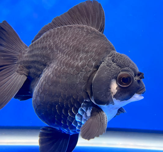 Black Panda Oranda Goldfish