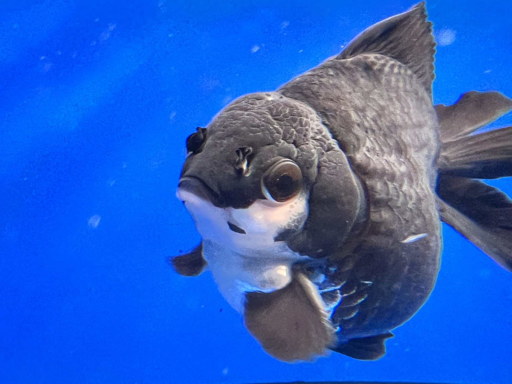 Black Panda Oranda Goldfish