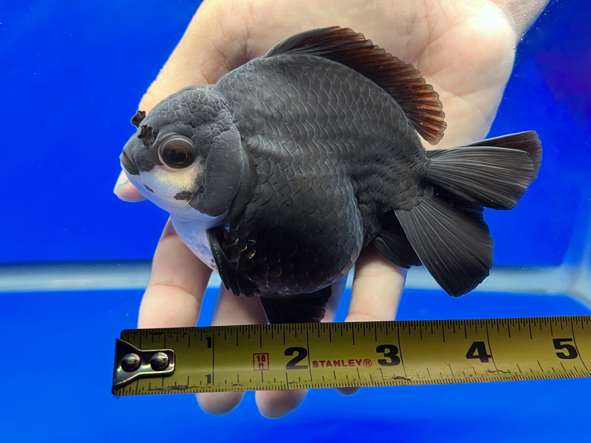 Black Panda Oranda Goldfish