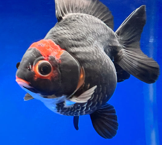 Red/black Oranda Fish