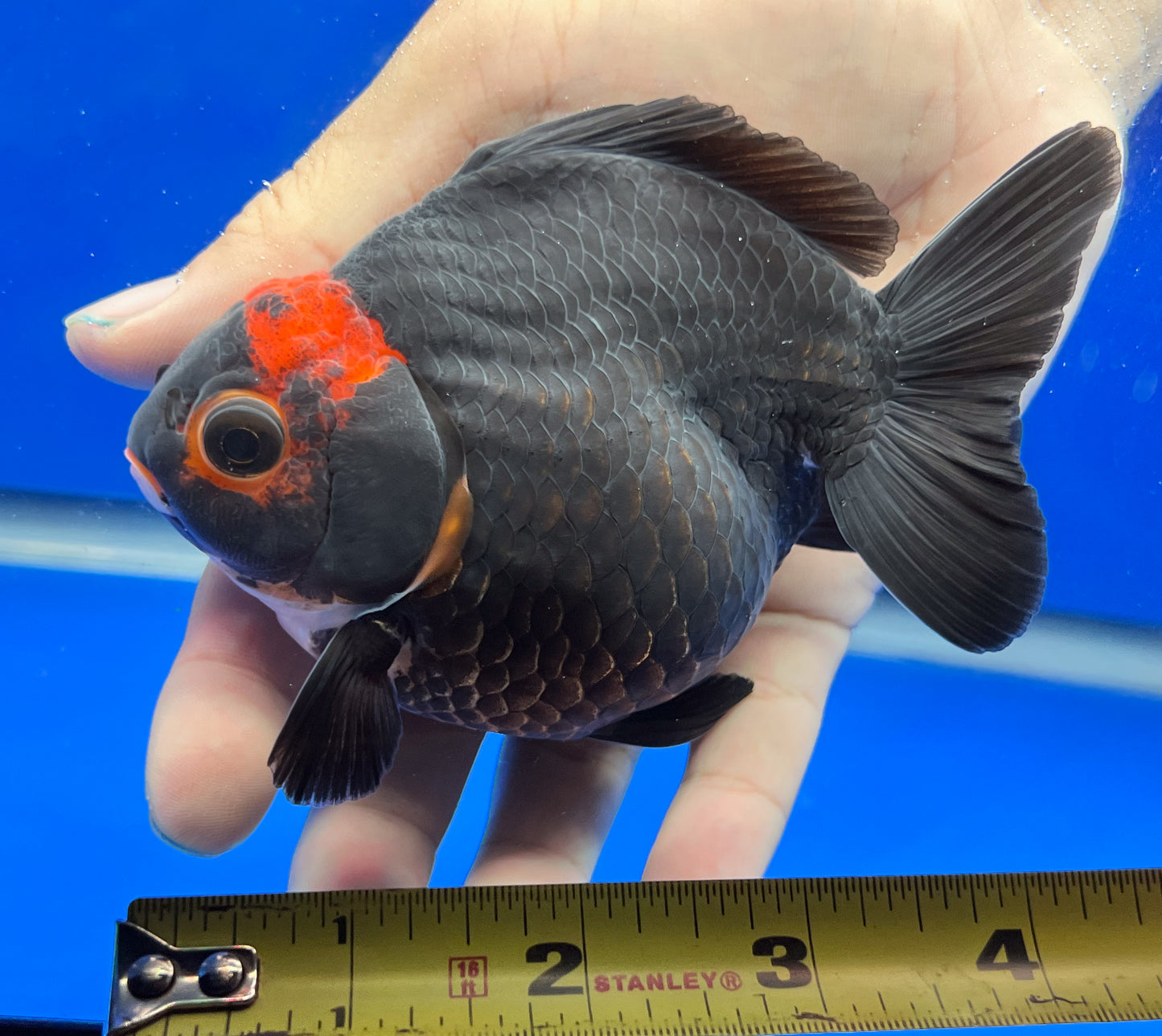 Red/black Oranda Fish