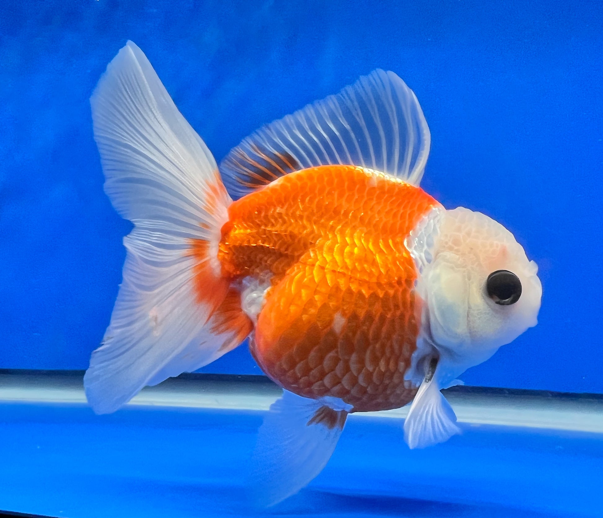 Red/White Oranda Goldfish