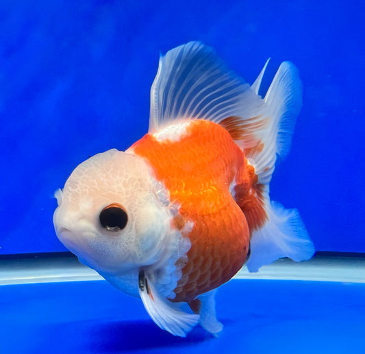 Red/White Oranda Goldfish