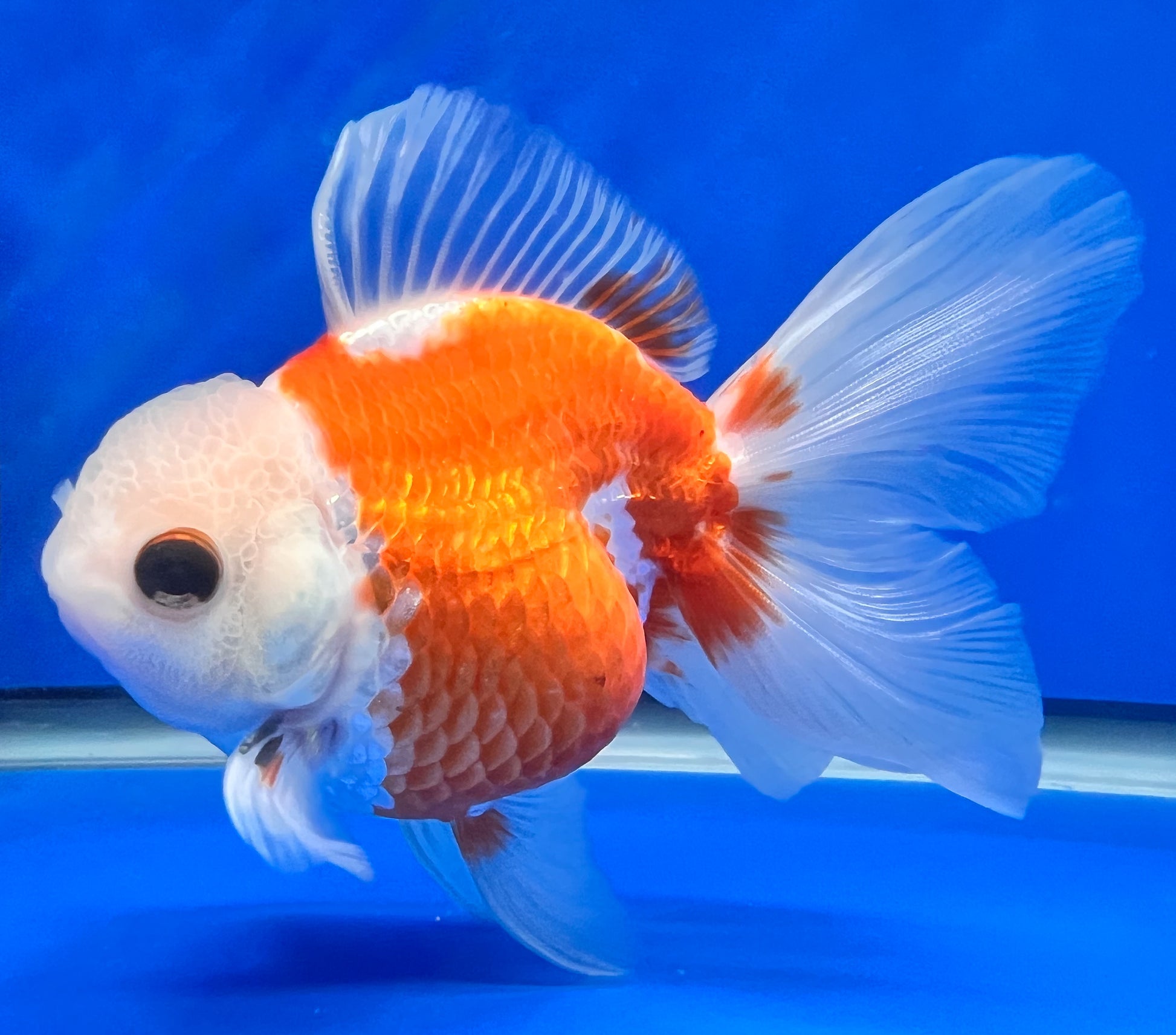 Red/White Oranda Goldfish