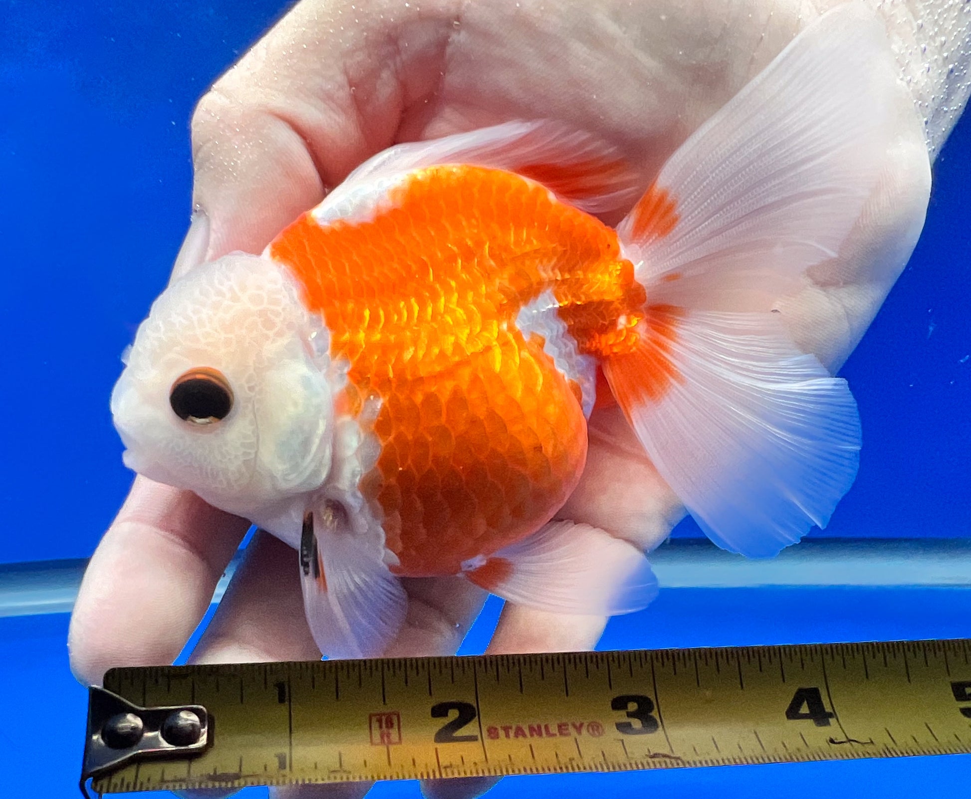 Red/White Oranda Goldfish