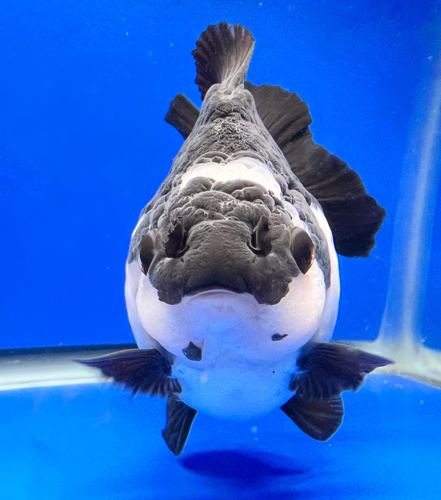 Panda Oranda 5 inches Goldfish