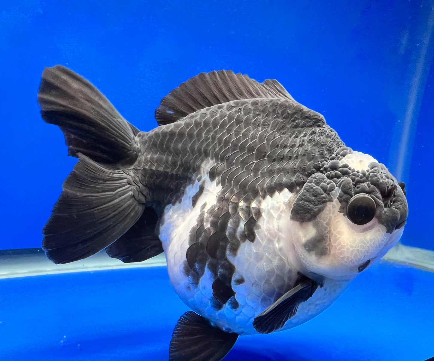 Panda Oranda 5 inches Goldfish