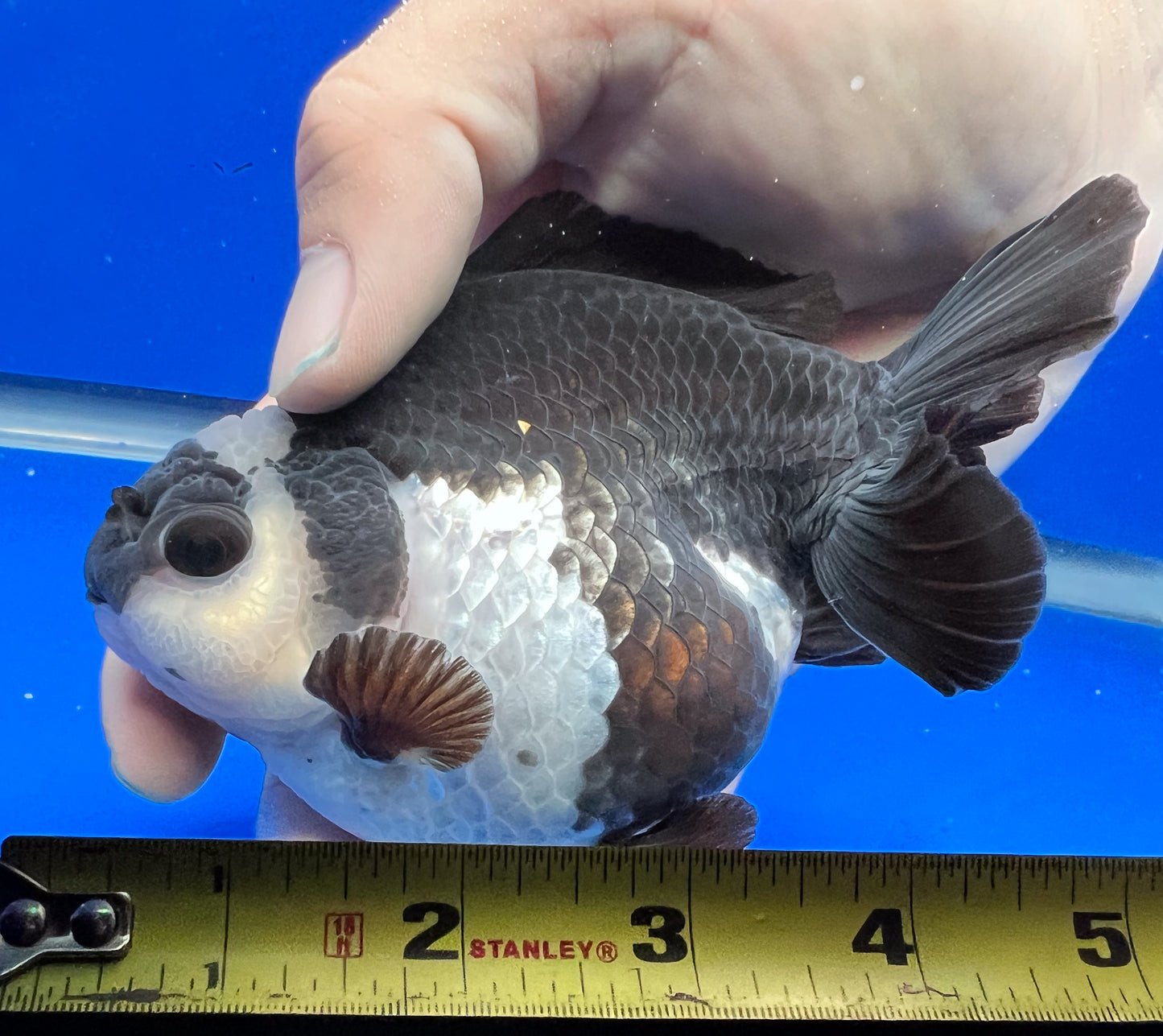 Panda Oranda 5 inches Goldfish