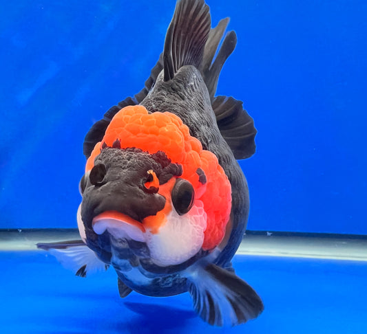 Tri-Color Oranda 4.5 - 5 inches (1020_02_OR09) - Kaiju Goldfish USA