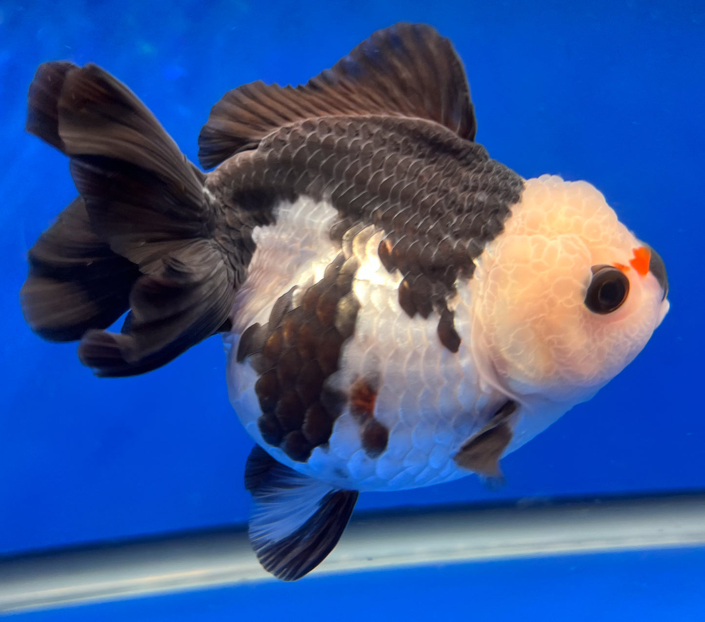 Tri-Color Oranda 4 - 4.5 inches (1020_02_OR11) - Kaiju Goldfish USA