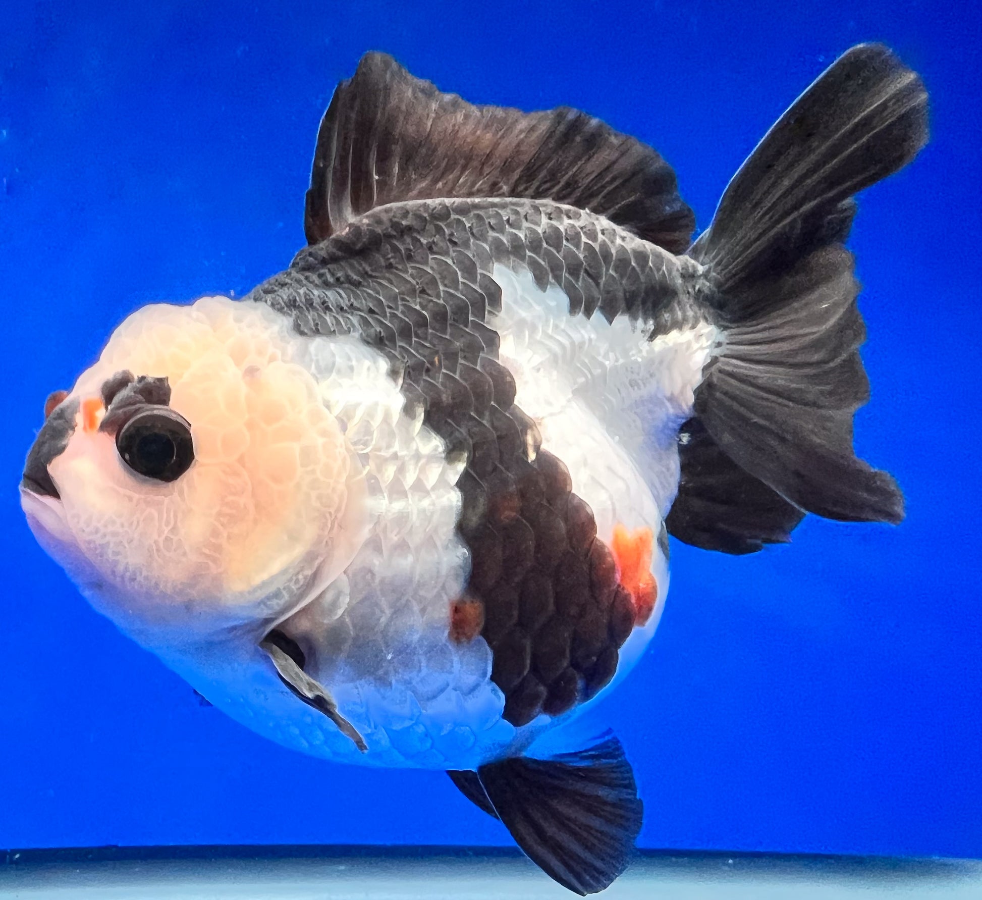 Tri-Color Oranda 4 - 4.5 inches (1020_02_OR11) - Kaiju Goldfish USA