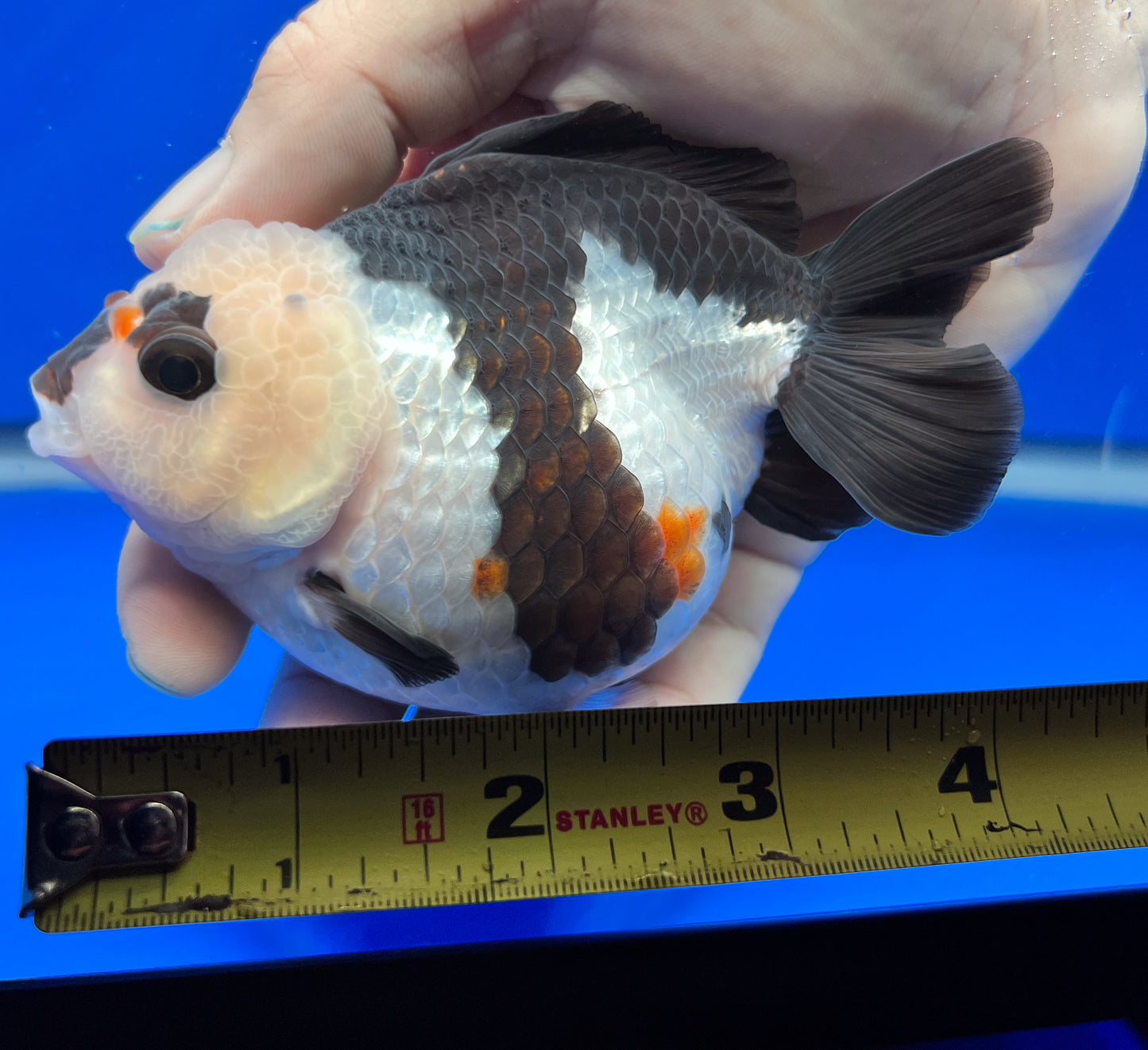 Tri-Color Oranda 4 - 4.5 inches (1020_02_OR11) - Kaiju Goldfish USA