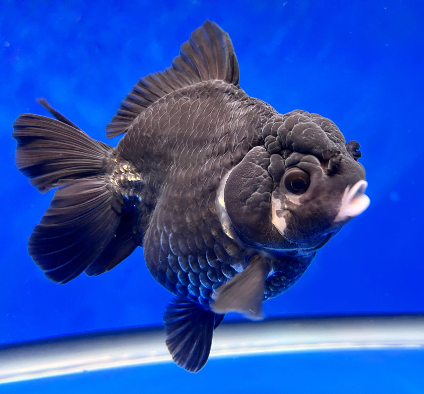 Live Black Panda Oranda | Black Panda Oranda | Kaiju Goldfish USA