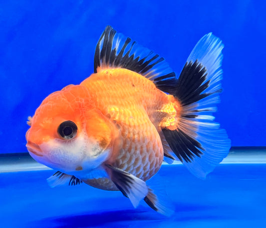 Tri-Color Oranda 3 - 3.5 inches (1020_02_OR15) - Kaiju Goldfish USA