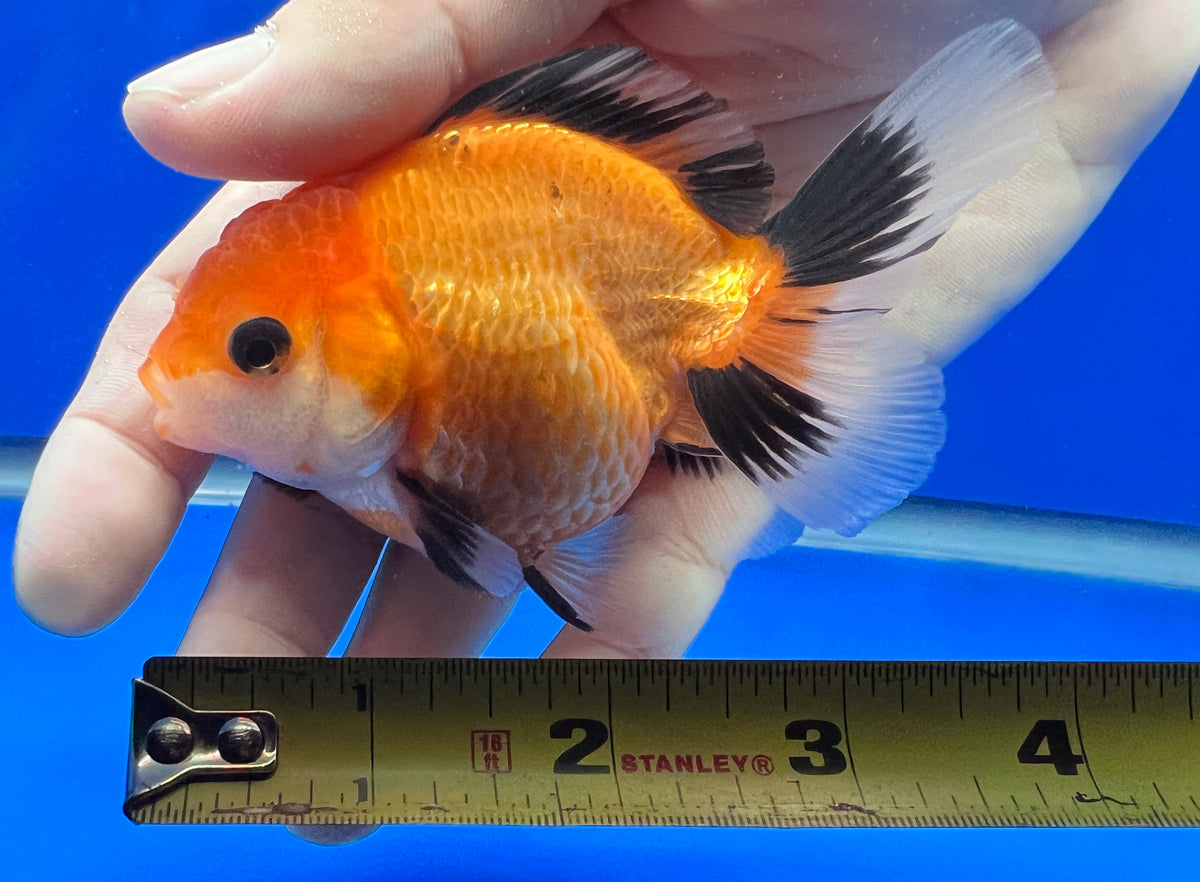 3 Inch Goldfish Tri-Color Oranda 3 - 3.5 inches (1020_02_OR15) – Kaiju Goldfish USA