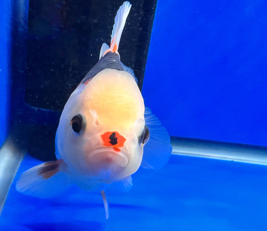 Tri-Color Oranda 3.5 - 4 inches (1020_02_OR16) - Kaiju Goldfish USA