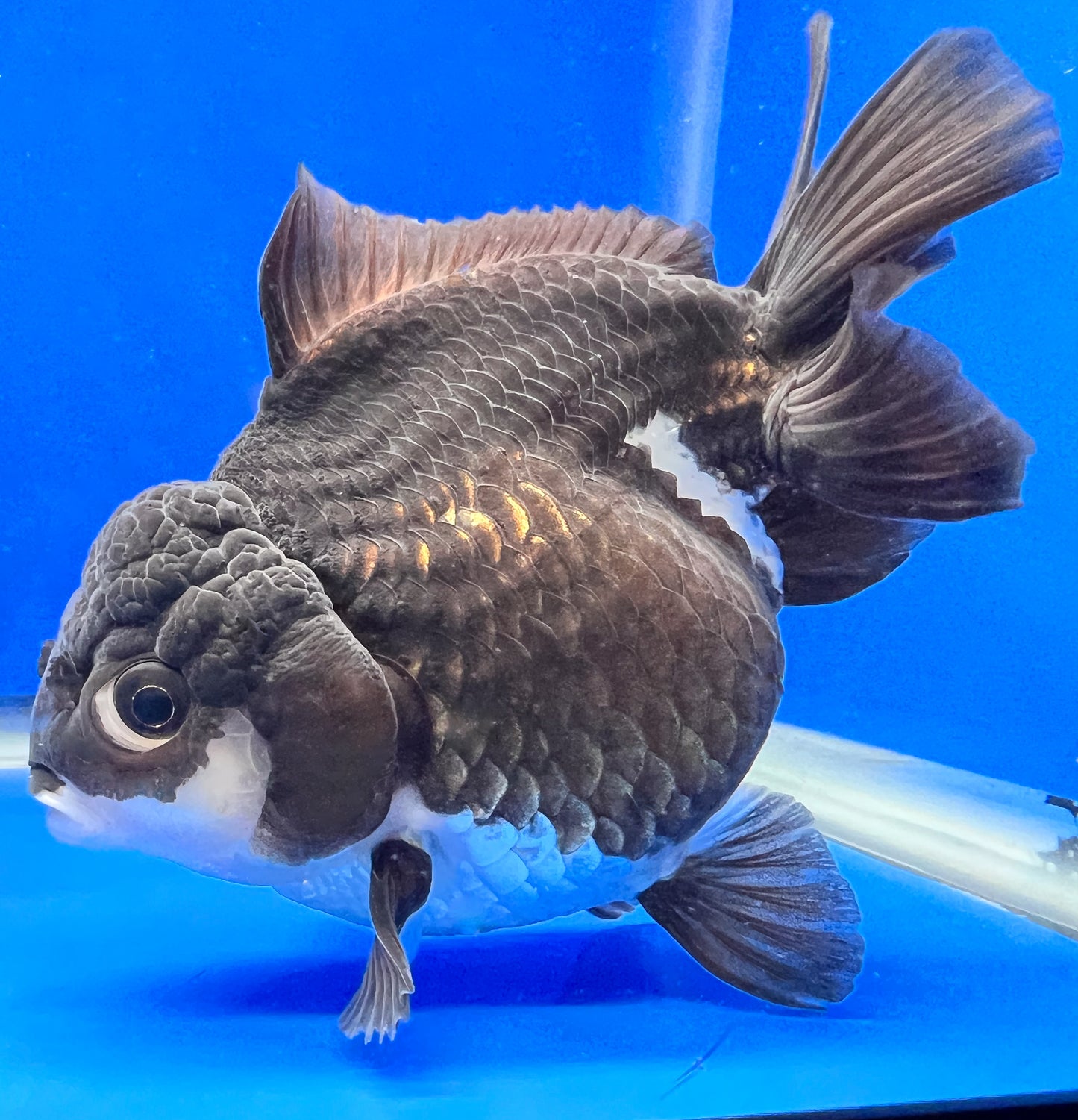 Oranda Goldfish for Sale