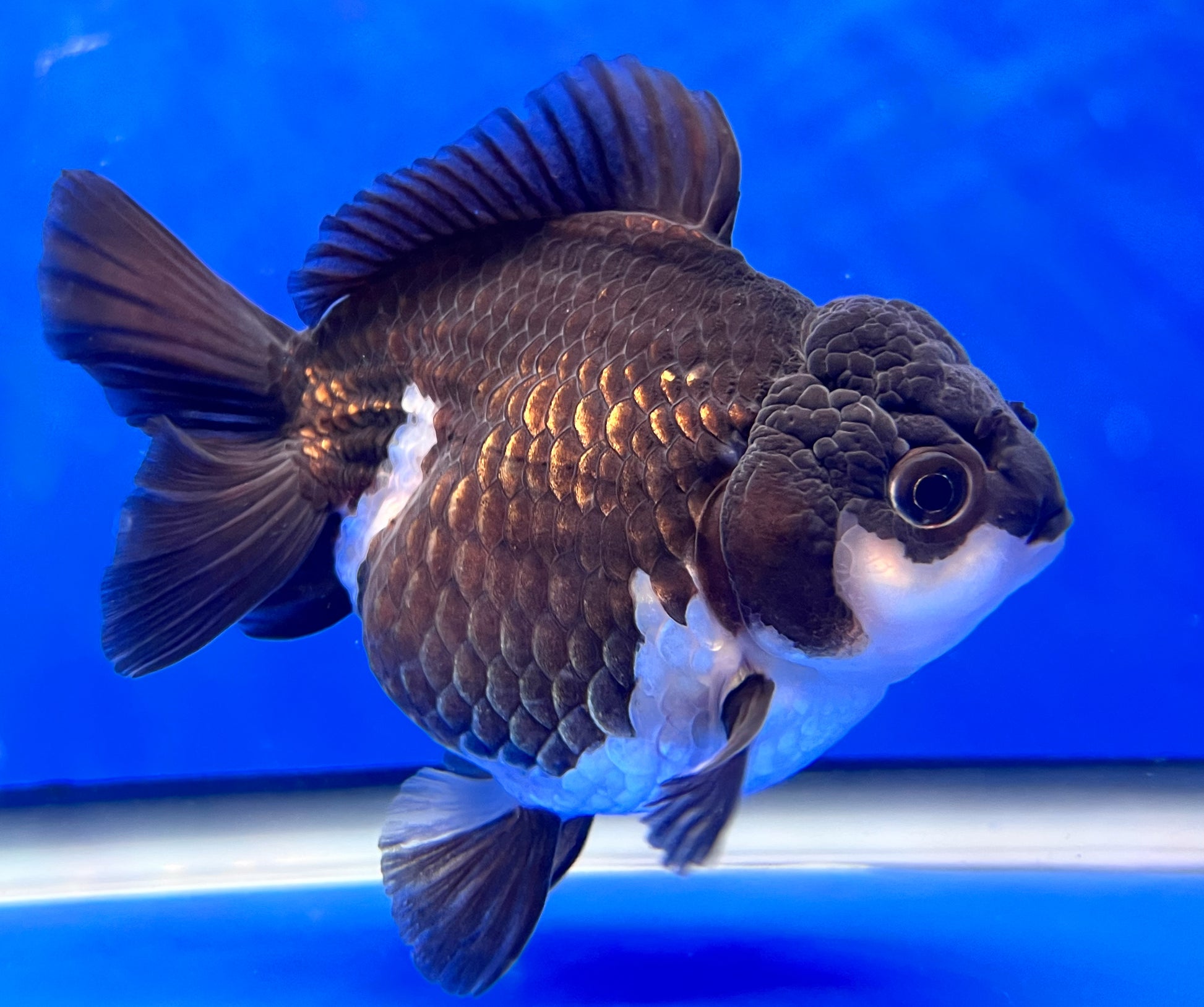 Oranda Goldfish for Sale