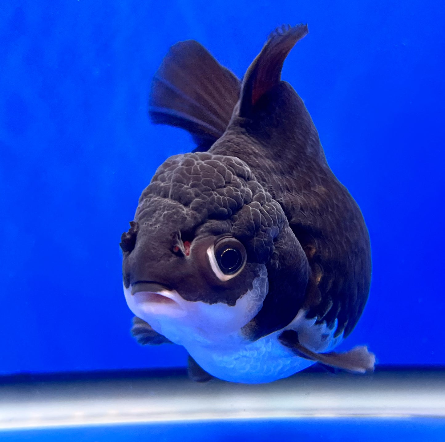 Oranda Goldfish for Sale