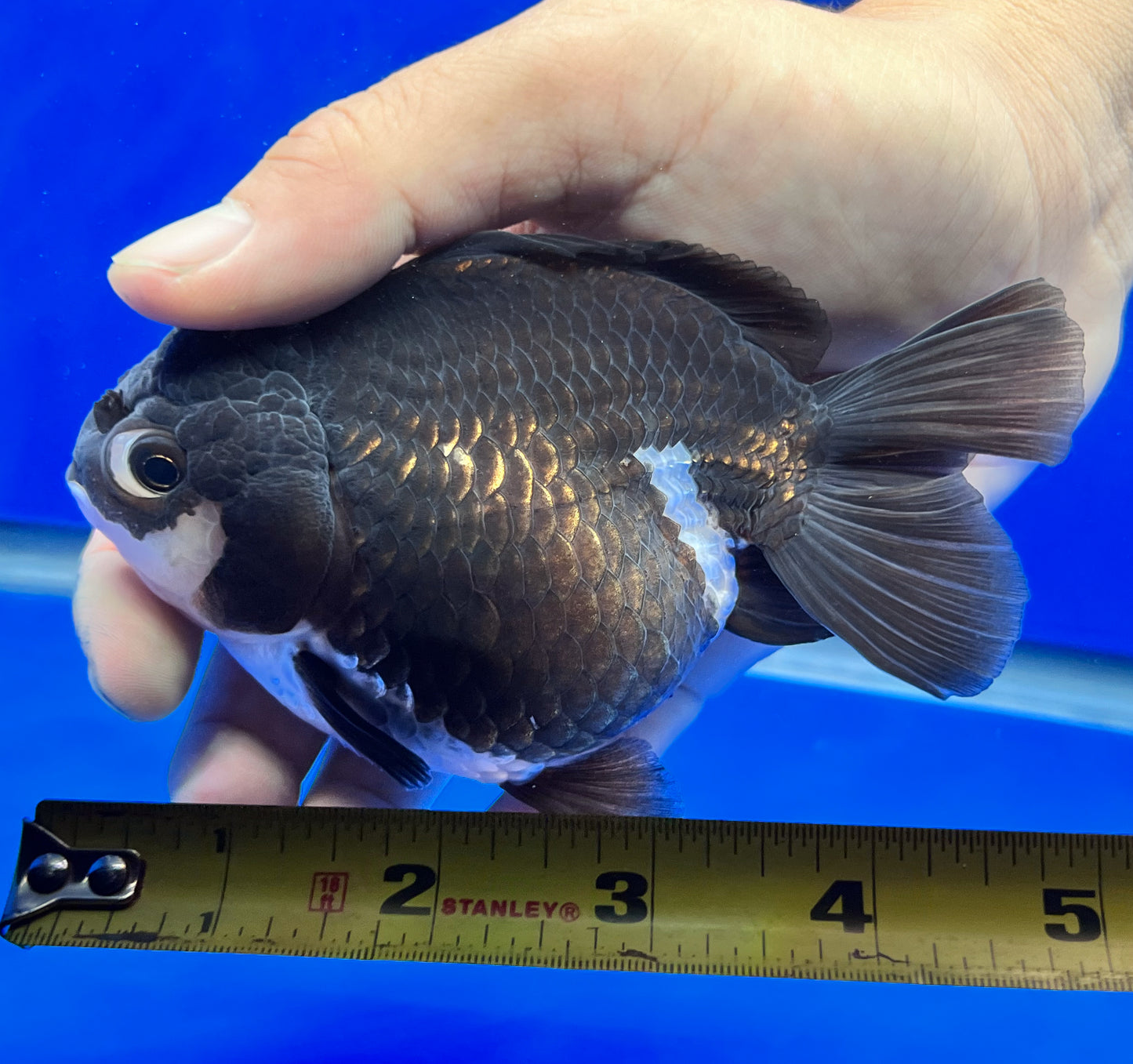 Oranda Goldfish for Sale