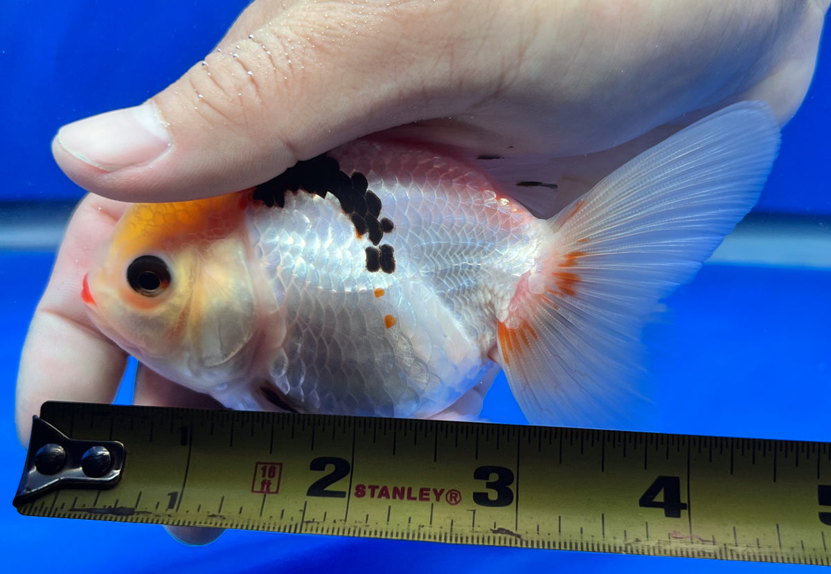 Tri-Color Oranda 4-4.5 inches (1020_02_OR19) – Kaiju Goldfish USA