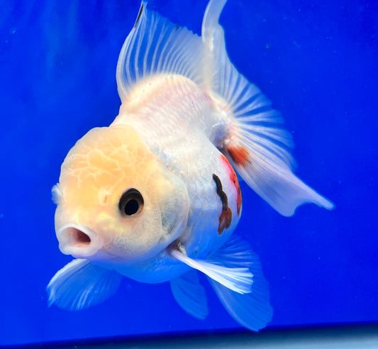 Tri-Color Oranda 3.5-4 inches (1020_02_OR20) - Kaiju Goldfish USA