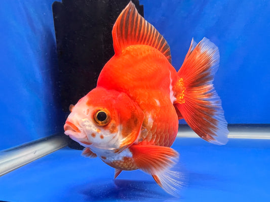 Red/White Ryukin 3.5- 4 inches (1020_01_RY07) - Kaiju Goldfish USA