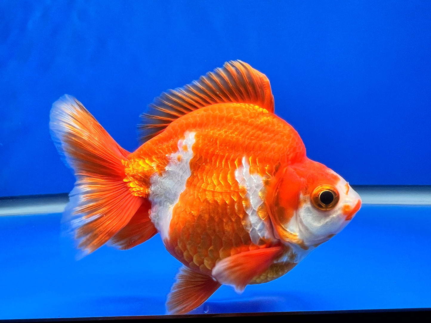 Red/White Ryukin 3.5- 4 inches (1020_01_RY07) - Kaiju Goldfish USA