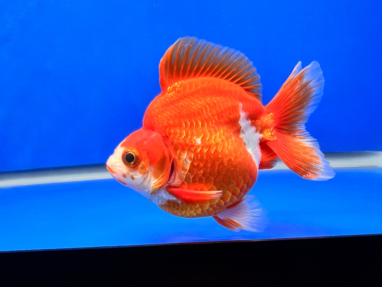 Red/White Ryukin 3.5- 4 inches (1020_01_RY07) - Kaiju Goldfish USA