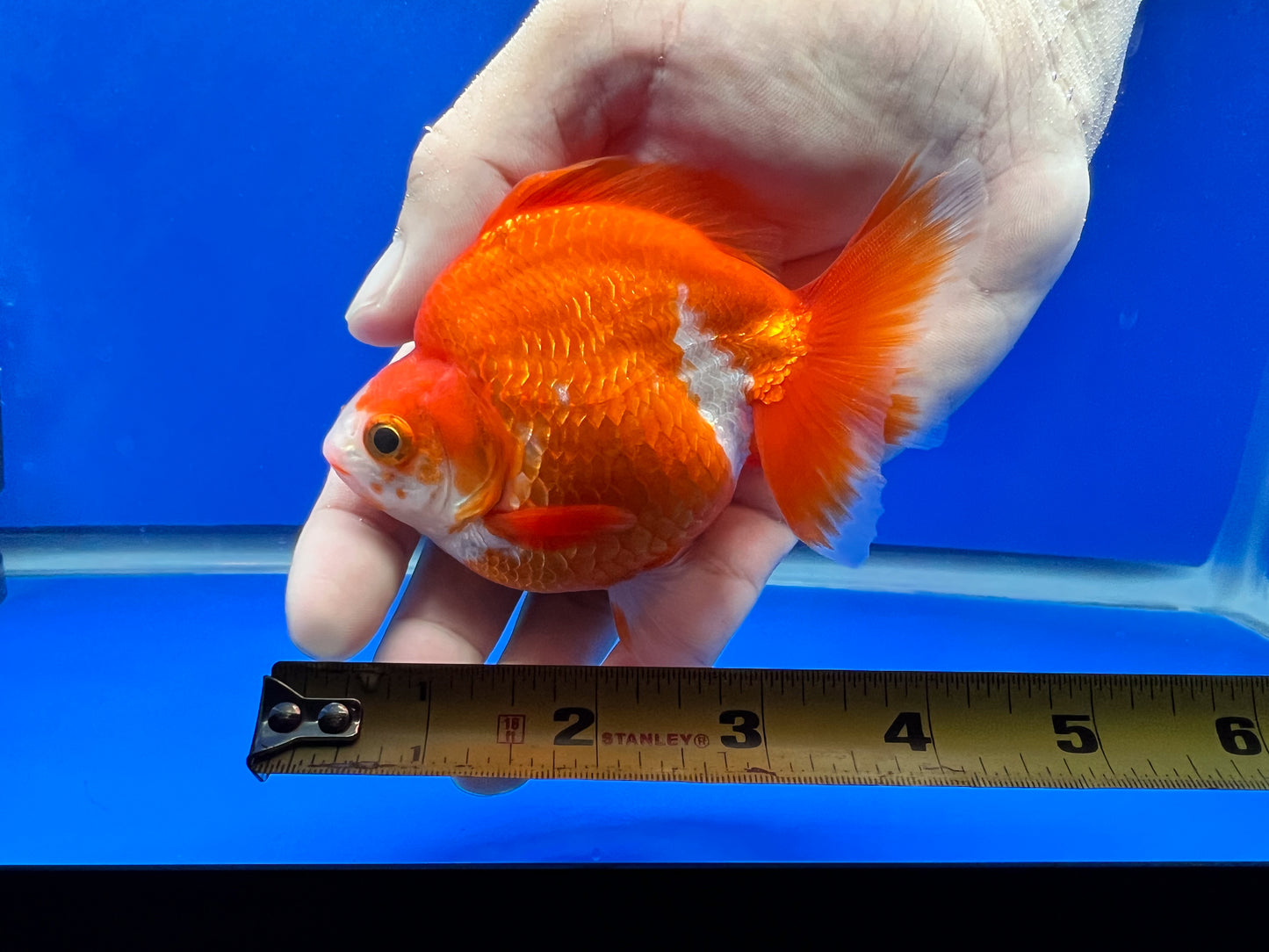 Red/White Ryukin 3.5- 4 inches (1020_01_RY07) - Kaiju Goldfish USA