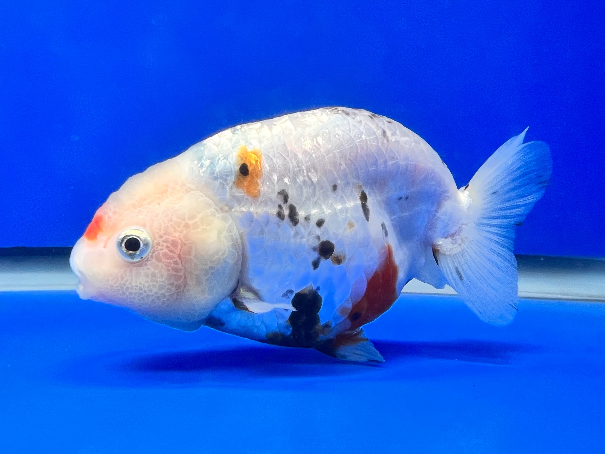 Cow Ranchu for Sale