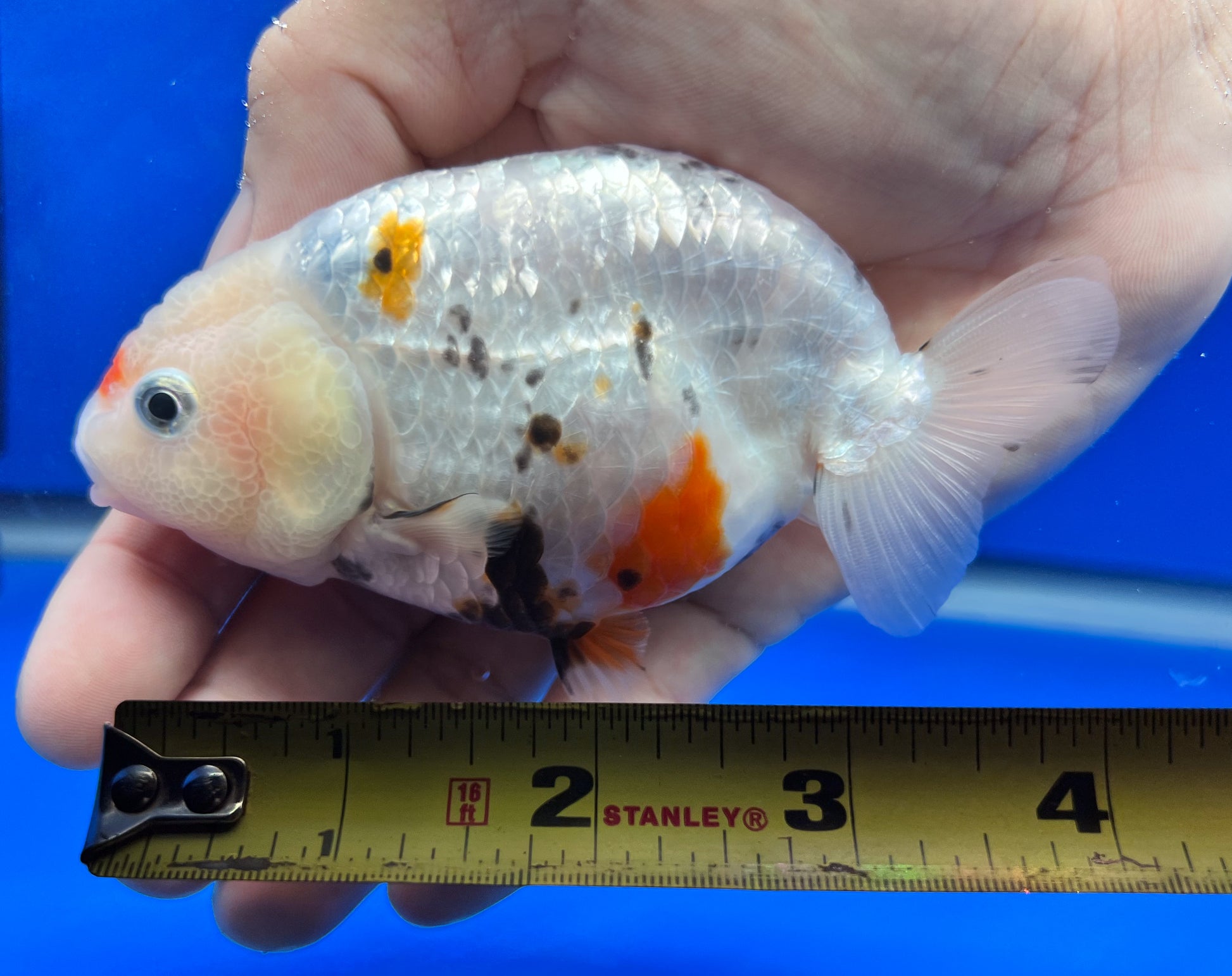 Cow Ranchu for Sale