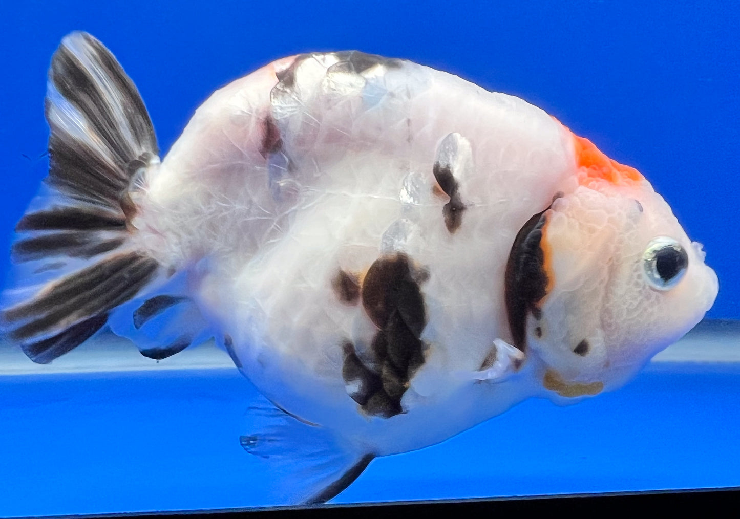 Milk Cow Ranchu for Sale 