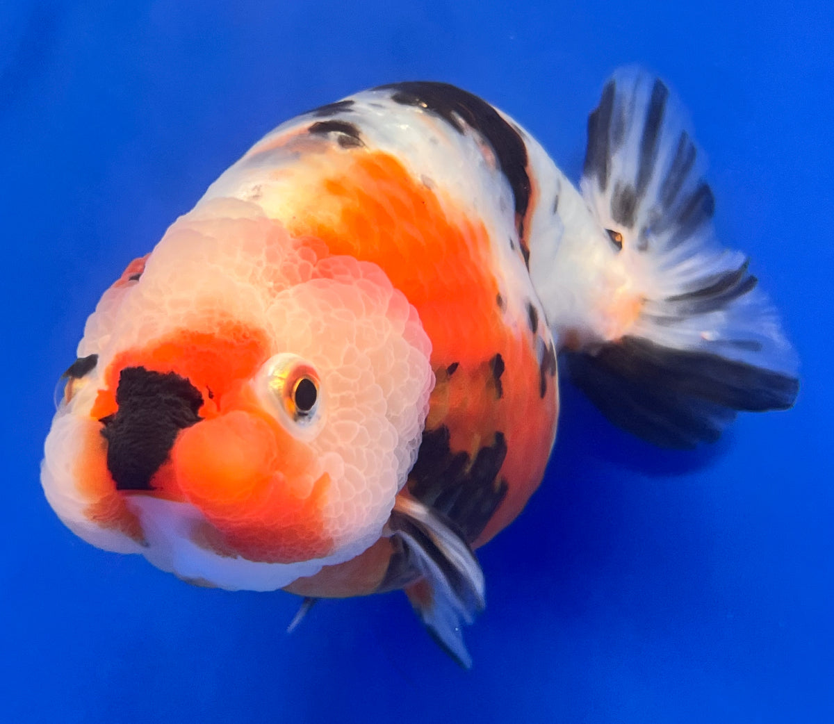 Muwa Ranchu Live Milk Cow Ranchu | Milk Cow Ranchu for Sale | Kaiju Goldfish USA