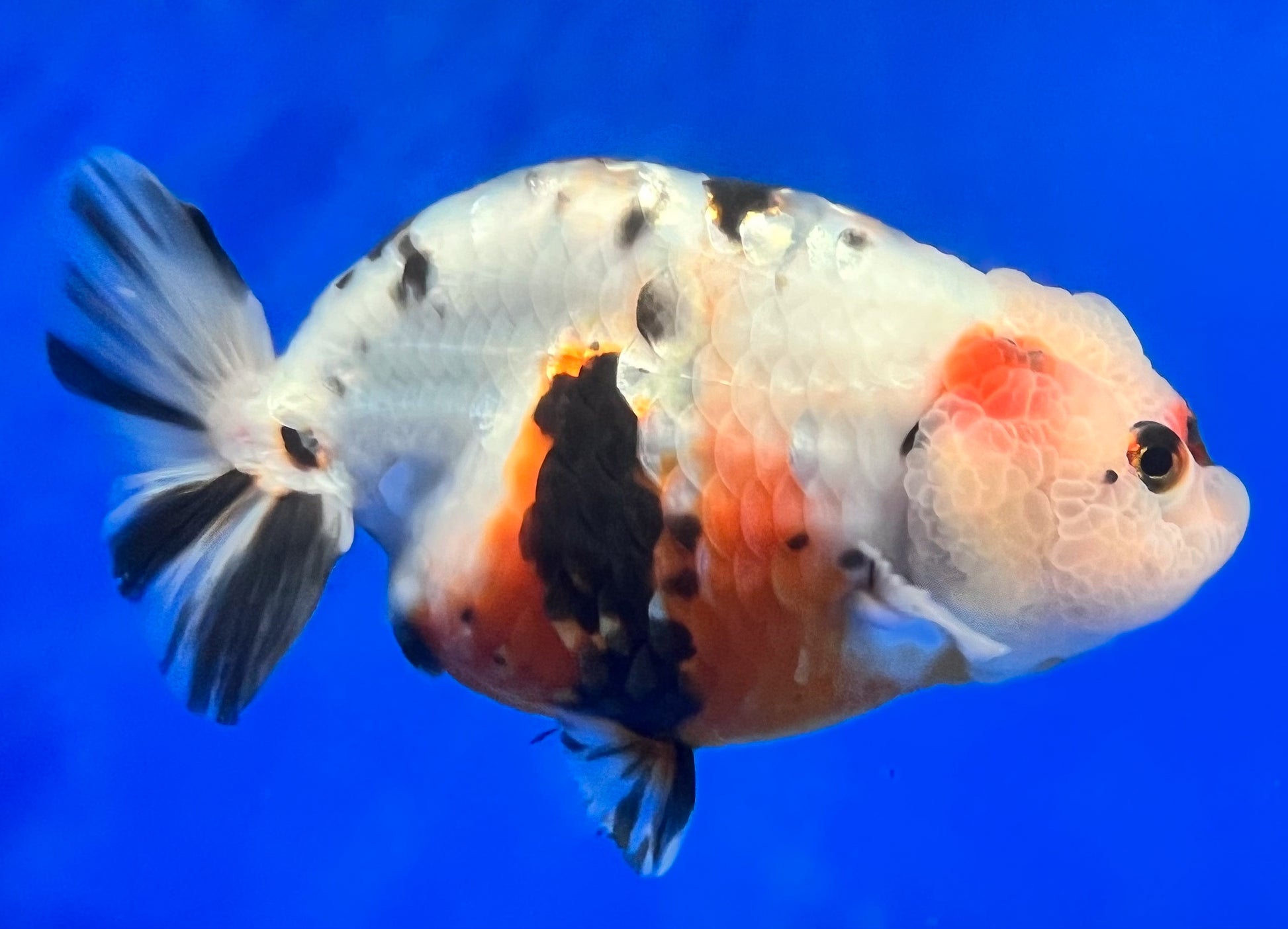 Live Milk Cow Ranchu