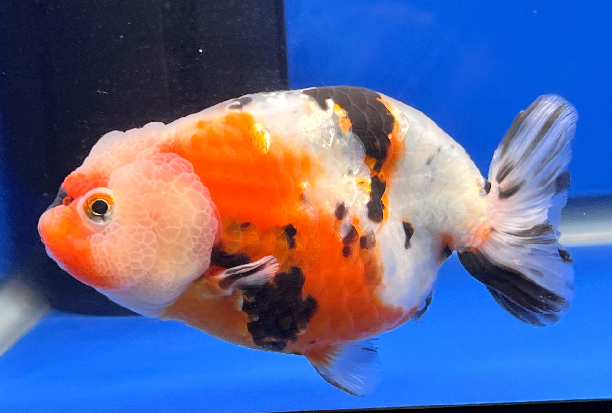 Live Milk Cow Ranchu