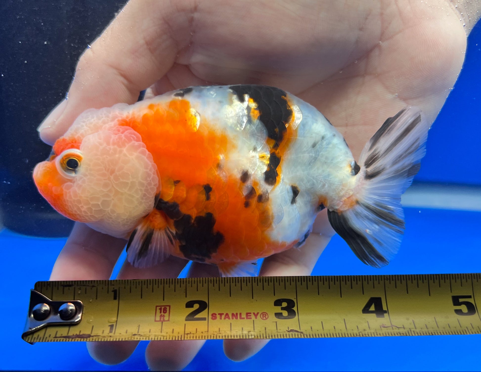 Live Milk Cow Ranchu | Milk Cow Ranchu for Sale | Kaiju Goldfish USA