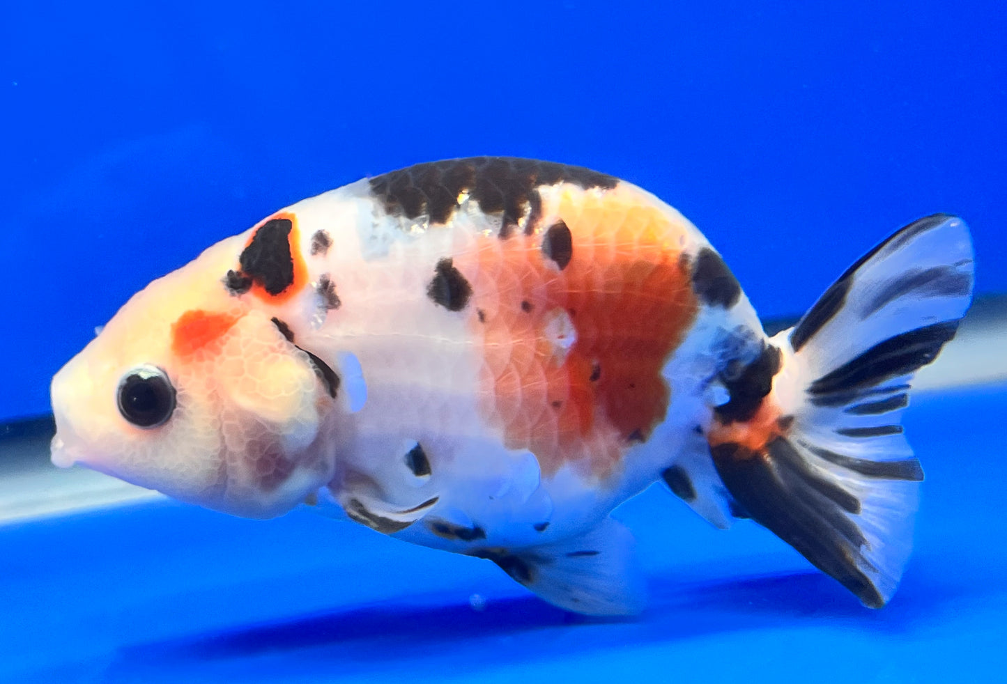 Cow Ranchu 4 inches Fish | Cow Ranchu Fish Sale | Kaiju Goldfish USA