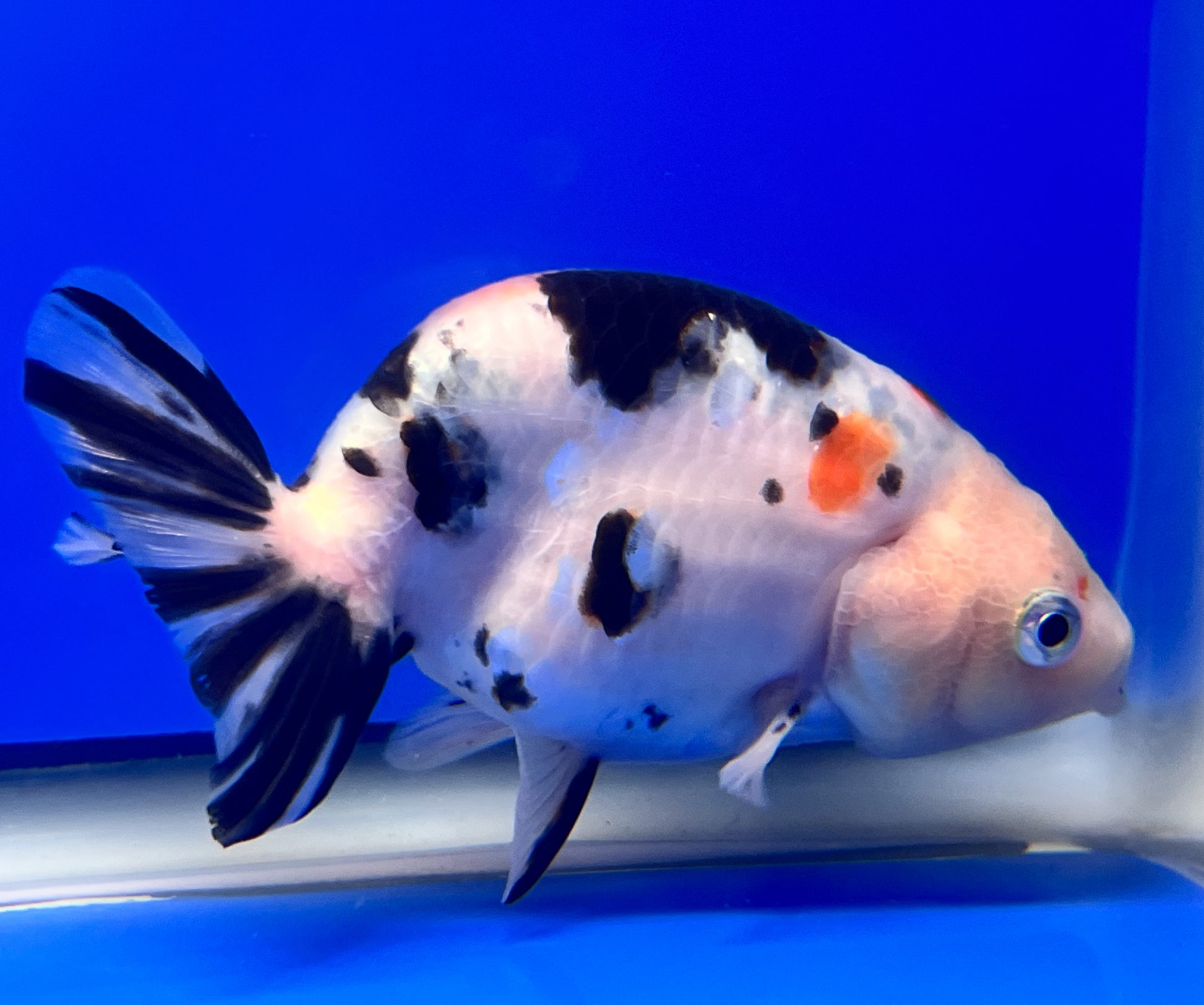 Cow Ranchu 4 inches Fish