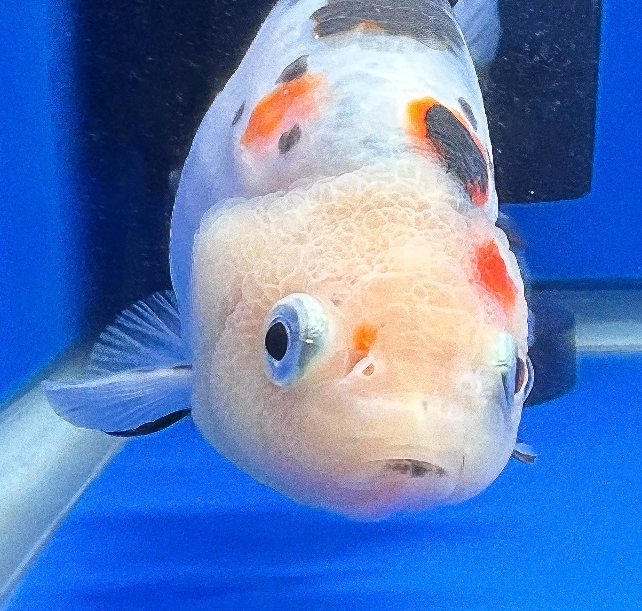 Cow Ranchu 4 inches Fish | Cow Ranchu Fish Sale | Kaiju Goldfish USA