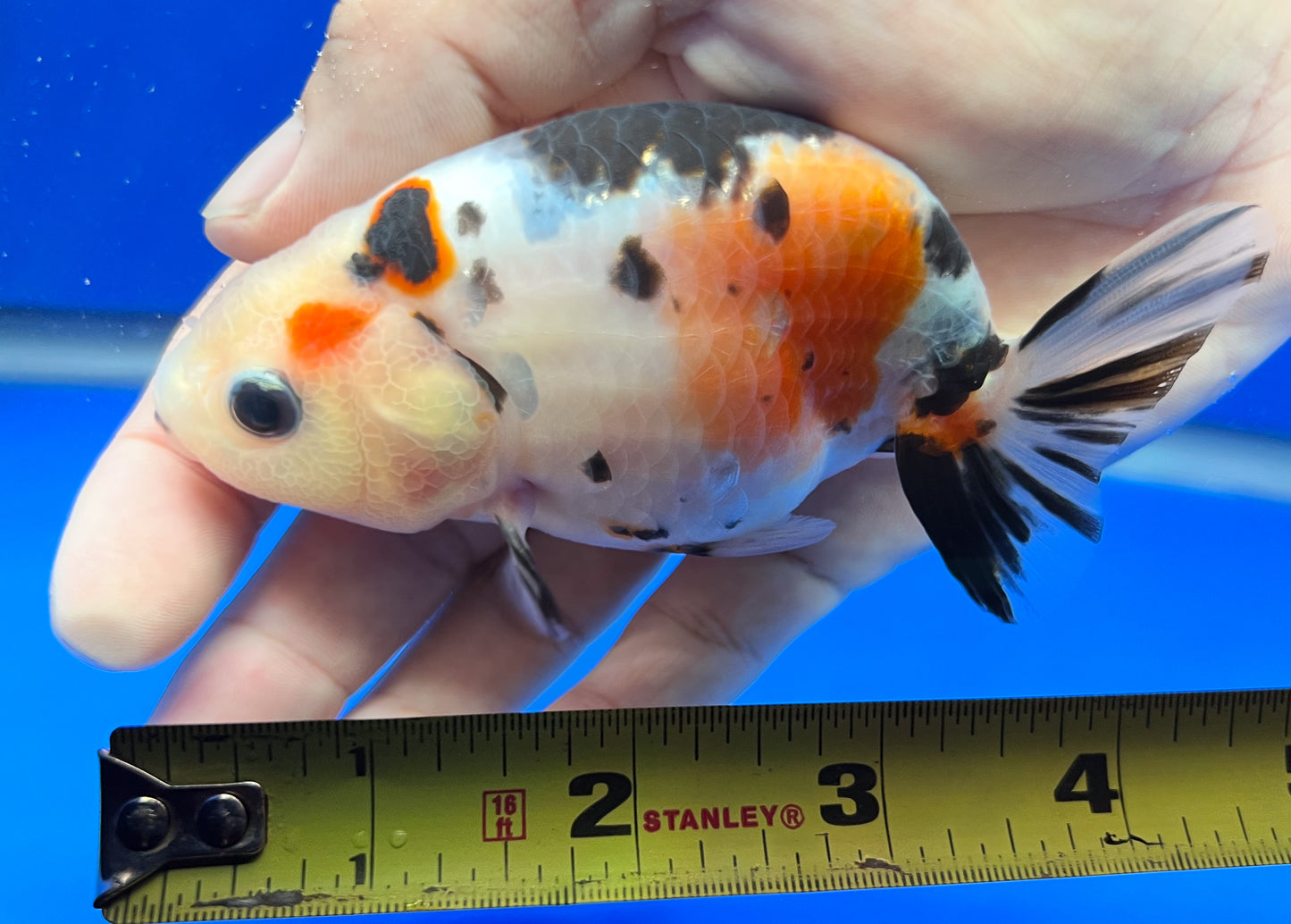 Cow Ranchu 4 inches Fish